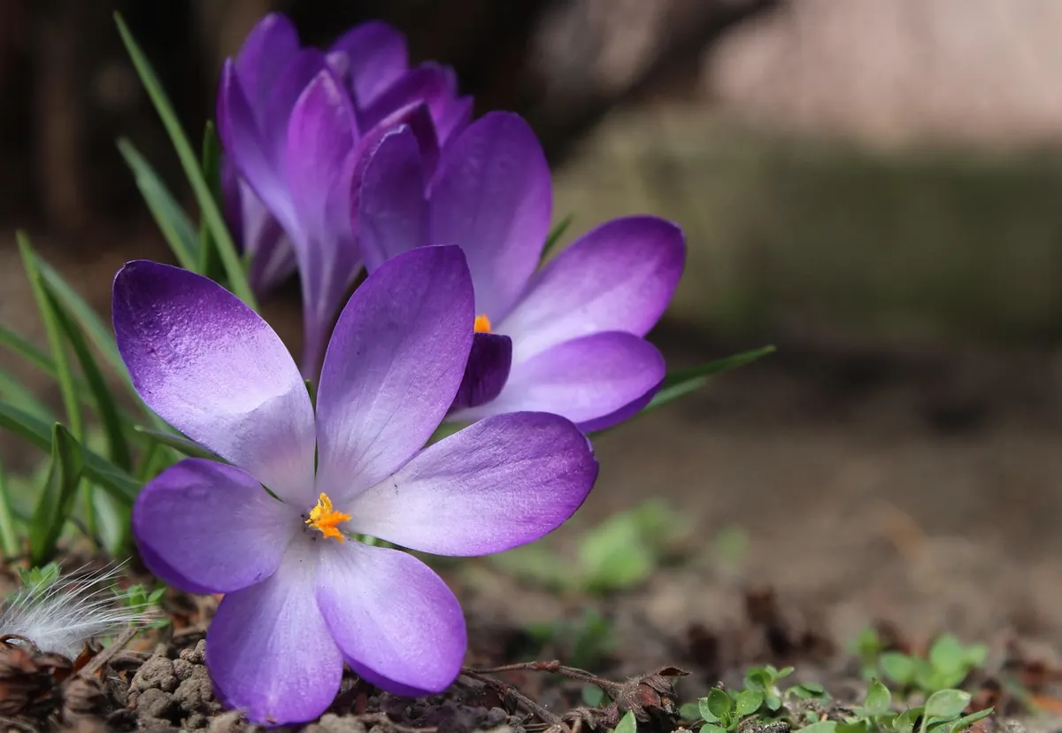 How to Grow Saffron Crocus in the UK: A Seasonal Guide